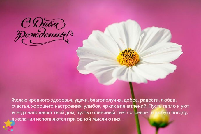 Нежный белый цветок на розовом фоне