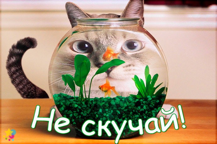 Кот и аквариум
