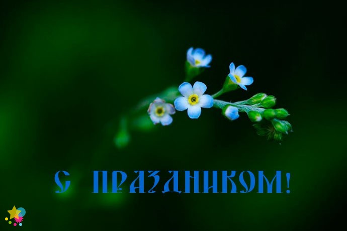 Маленьке голубые цветы