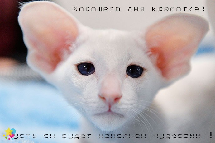 Смешной кот с большими ушами