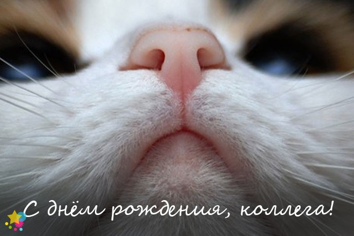 Носик котенка