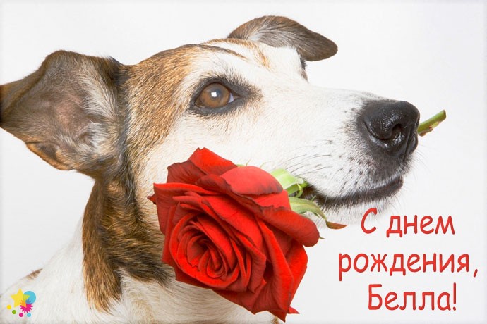 Собака держит розу
