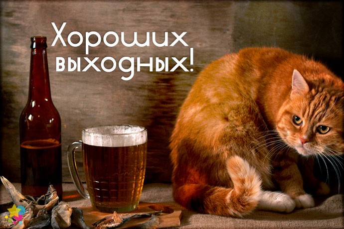 Кот и алкоголь