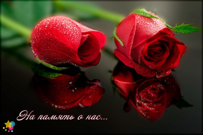 Две красные розы