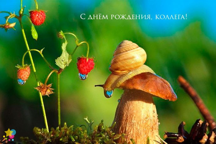 Улитка на грибе