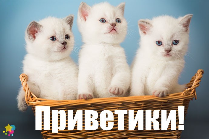 Котята в корзине