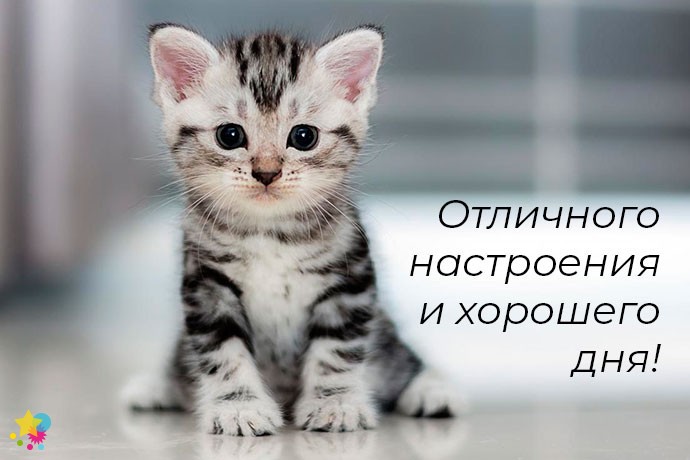 Котенок