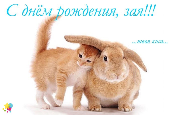 Котик и заяц