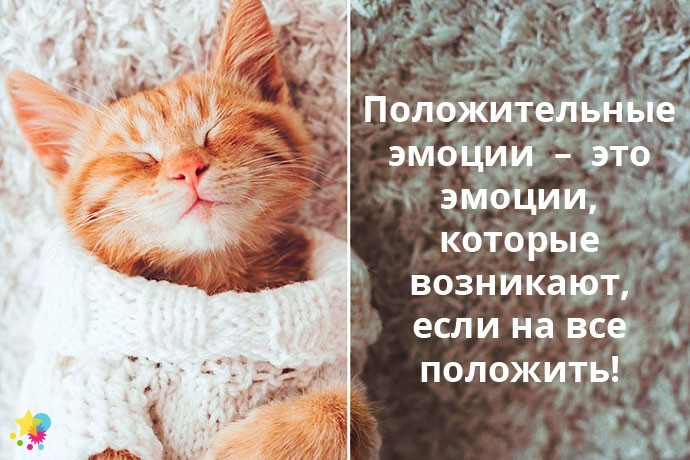 Сонный котенок