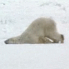 http://www.gifzona.ru/i/prikol/143.gif